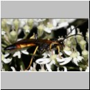 Ichneumon suspiciosus - Schlupfwespe m089e 17mm-fdet02b-Joel Valemberg.jpg